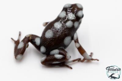 Excidobates mysteriosus - Dendrobate mystérieux