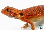 Pogona vitticeps - Agame barbu - Red Monster