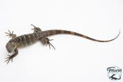 Ctenosaura pectinata - Iguane à queue épineuse de l'Ouest - Banana
