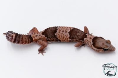Hemitheconyx caudicinctus - Gecko à queue grasse - Femelle &#9792; A7