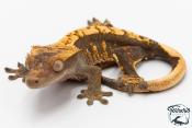 Correlophus ciliatus - Gecko à crête - NC 2025 -  49