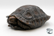 Manouria Emys Emys - Tortue brune de Birmanie