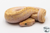 Python royal - Python regius Banana Butter Pinstripe