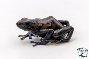 Dendrobates auratus - Dendrobate doré Pena Blanca