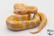 Python royal - Python regius Albinos