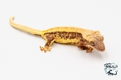 Correlophus ciliatus Lily White - Gecko à crête - Femelle -  PH2024011010152428