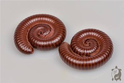 Ophistreptus guineensis - Mille-pattes chocolat