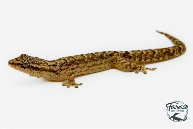 Lepidodactylus Lugubris - Gecko nain