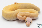 Python royal - Python regius Banana Lemon Blast Yellow Belly