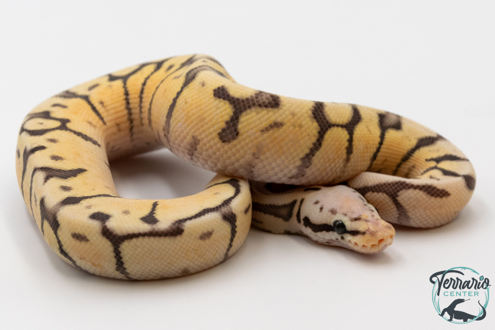 Python royal - Python regius Killer Bee