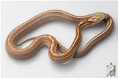 Serpent des blés - Pantherophis guttatus Tessera Amber Ligne