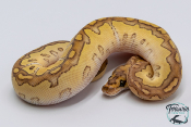 Python royal - Python regius Butter Clown