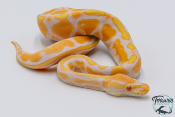 Python royal - Python regius Albinos Pastel Enchi