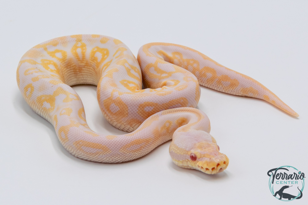 Python royal - Python regius Butter Albinos