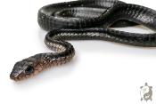 Thrasops Occidentalis - Serpent noir arboricole
