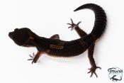 Gecko Léopard - Eublepharis Macularius - Black Night - Femelle &#9792; F4