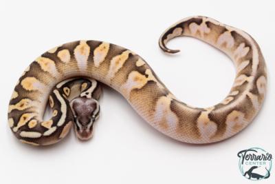 Python royal - Python regius Killer Sugar