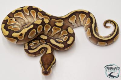 Python royal - Python regius Butter