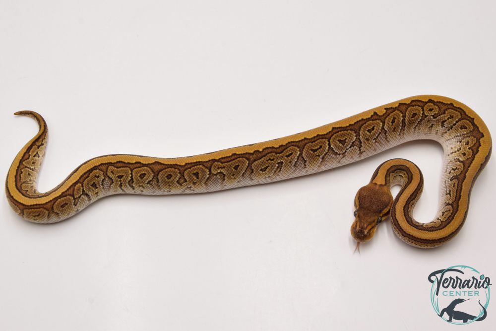 Python royal - Python regius Pinstripe Mojave