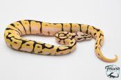 Python royal - Python regius Bumblebee Orange Dream