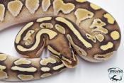 Python royal - Python regius Lesser het Clown