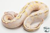 Python royal - Python regius Super Stripe Super Pastel