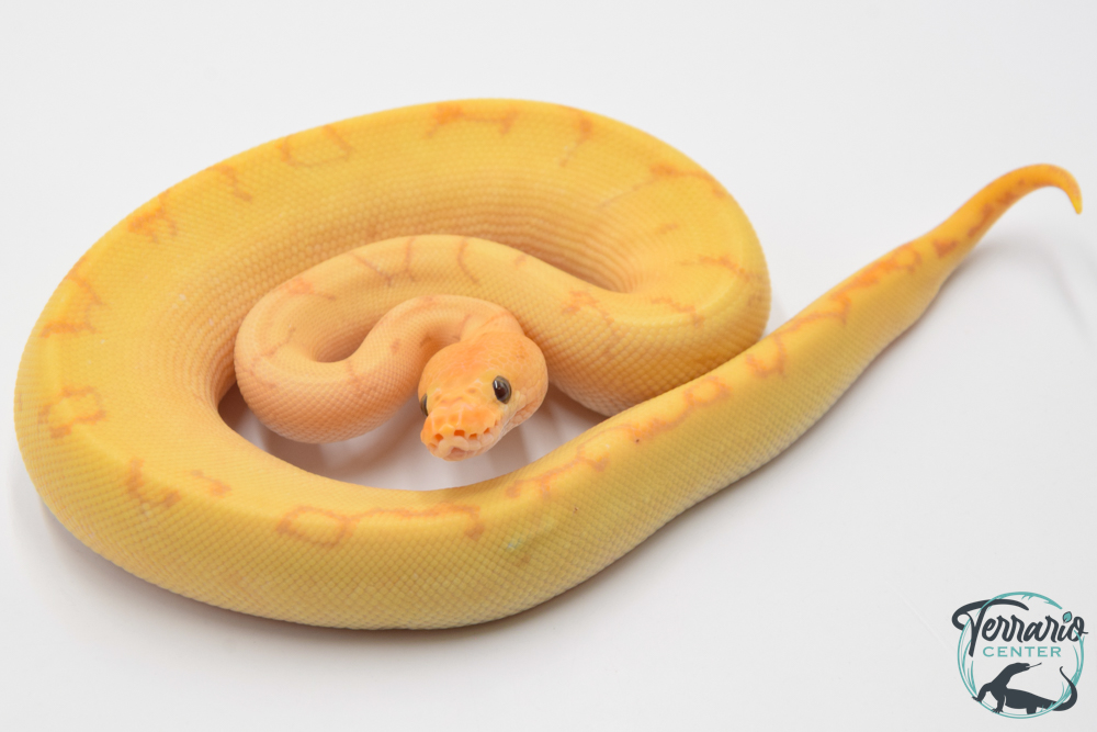 Python royal - Python regius Banana Clown Pinstripe