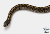 Thamnophis marcianus -  Serpent jarretière à damier