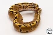 Python royal - Python regius Spider Yellow Belly