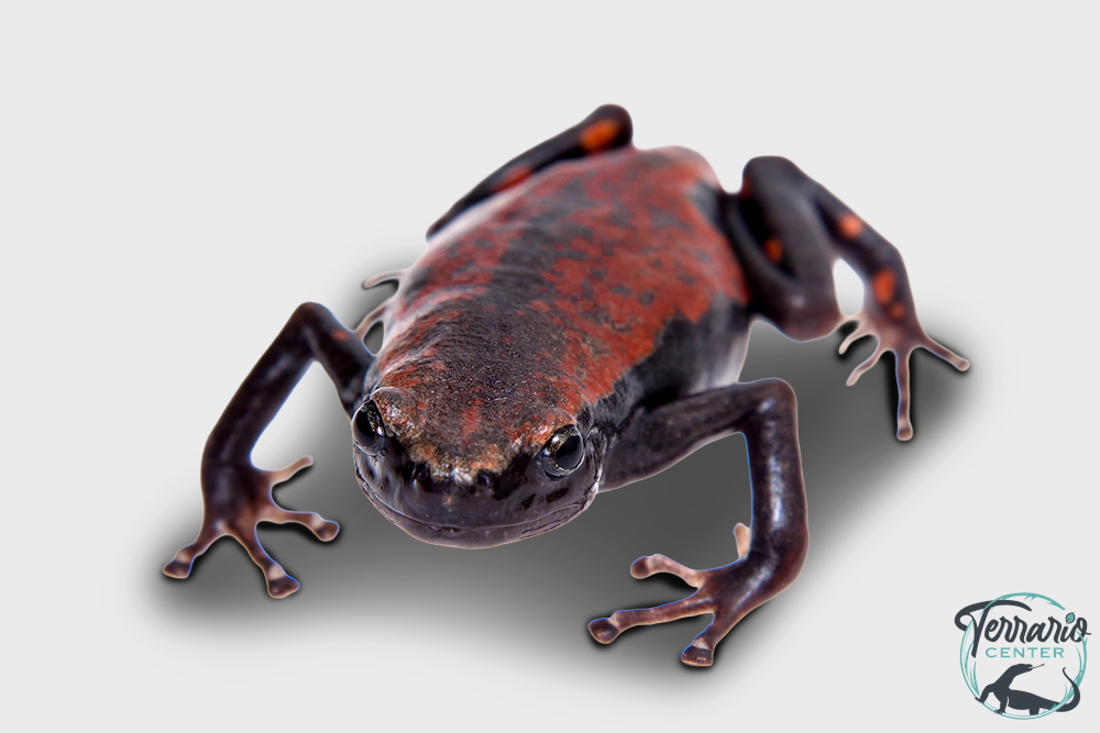 Phrynomantis microps - Grenouille à dos orange