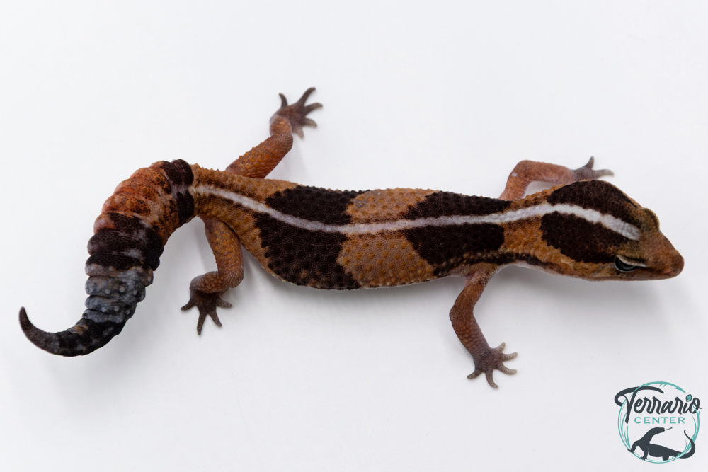 Hemitheconyx caudicinctus - Gecko à queue grasse - Femelle &#9792; A5