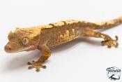 Correlophus ciliatus - Gecko à crête - NC 2025 -  46B