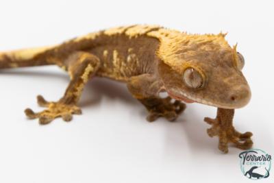 Correlophus ciliatus - Gecko à crête - NC 2025 -  46B