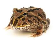 Grenouille cornue - Ceratophrys cranwelli Coffee