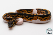 Python royal - Python regius Piebald Yellow Belly