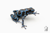 Dendrobates auratus - Dendrobate doré "Super Blue"