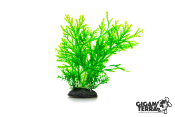 Plante 764 - Hauteur 17cm