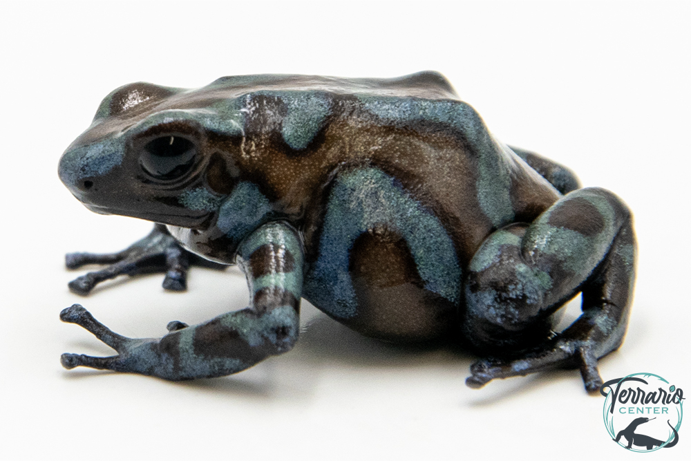Dendrobates auratus - Dendrobate doré Highland Bronze