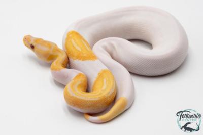 Python royal - Python regius Piebald Lavender Albino - Dreamsicle