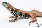 Leiolepis Guttata - Agame papillon