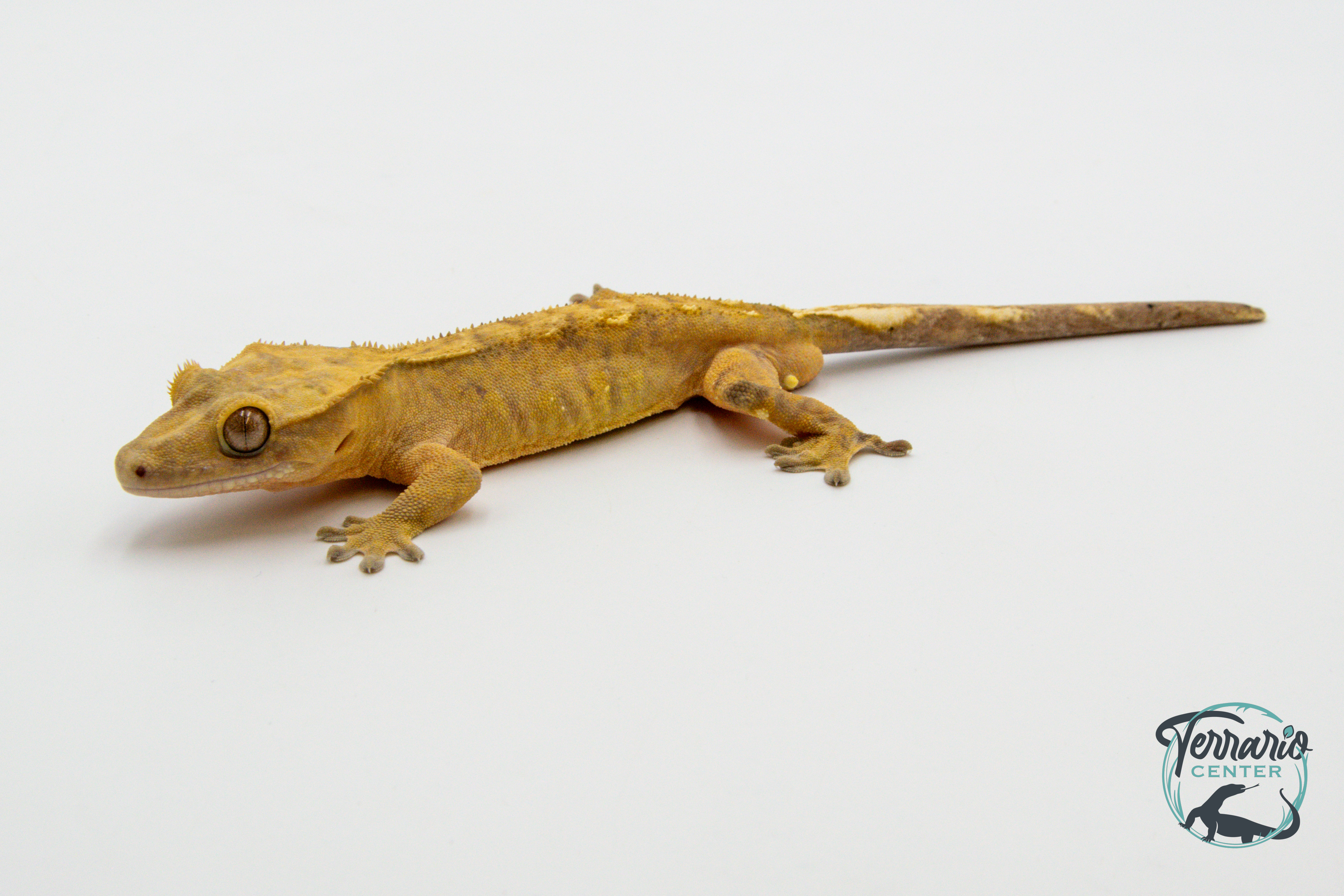 Correlophus ciliatus - Gecko à crête - Mâle -  250228500117087