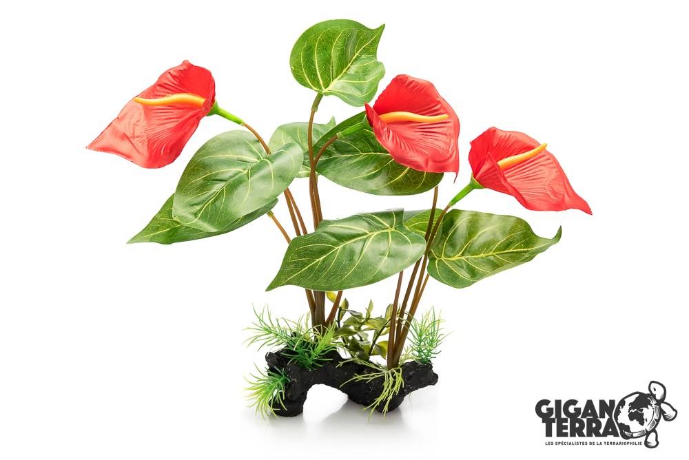 Anthurium Rouge 32cm