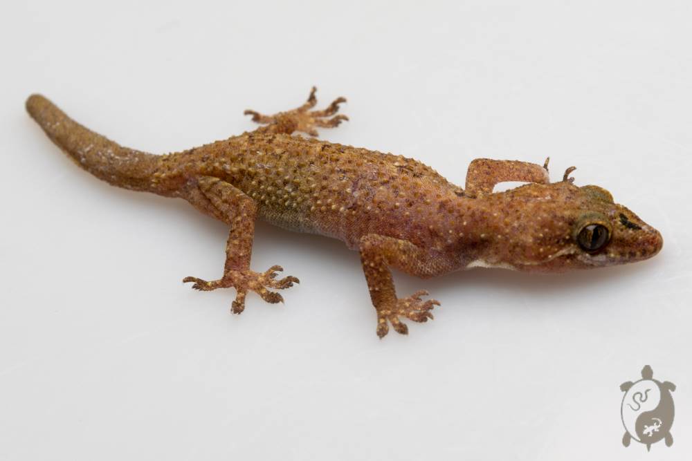 Hemidactylus brookii - Hémidactyle de Brook