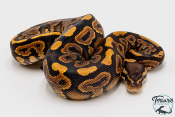 Python royal - Python regius Black Pastel Yellow Belly