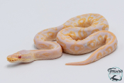 Python royal - Python regius Butter Albinos