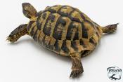 Tortue d'Hermann - Testudo hermanni boettgeri 12-15 cm - Mâle