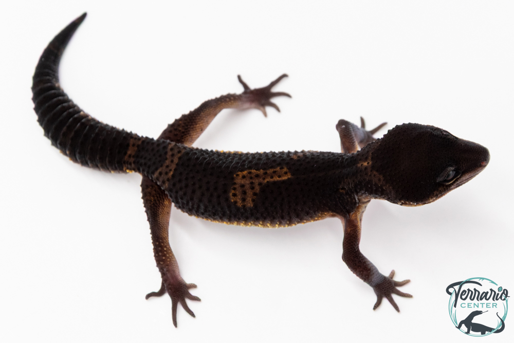 Gecko Léopard - Eublepharis Macularius - Black Night - Femelle &#9792; F4