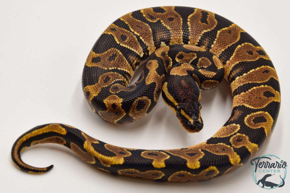 Python royal - Python regius Yellow Belly