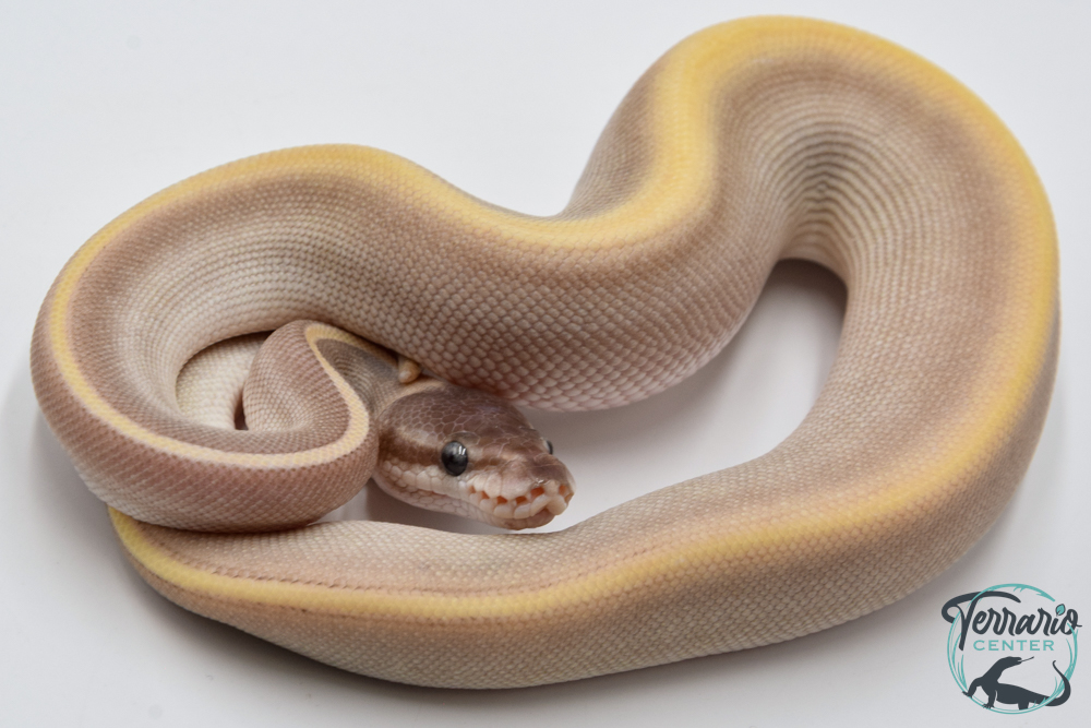 Python royal - Python regius Purple Passion 