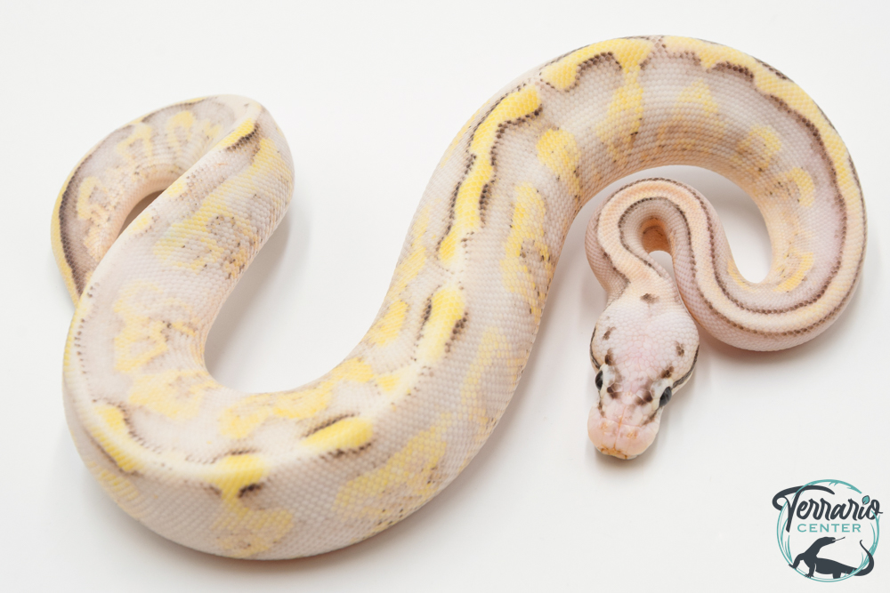 Python royal - Python regius Super Stripe Super Pastel